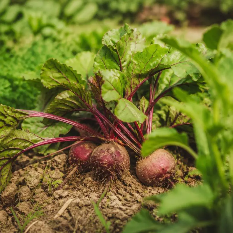 Stardew Valley Best Crops Every Season: Ranked